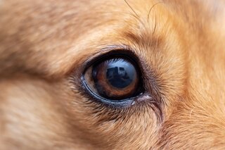 Oogheelkunde bij honden, wat zijn een Indolent Ulcus en Descemetocele?